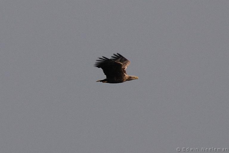 ENE-20090502-0270.jpg - [nl] Zeearend ( Haliaeetus albicilla ) | Lofoten, Noorwegen[en] White-tailed Eagle ( Haliaeetus albicilla ) | Lofoten, Norway